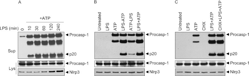 FIGURE 1.