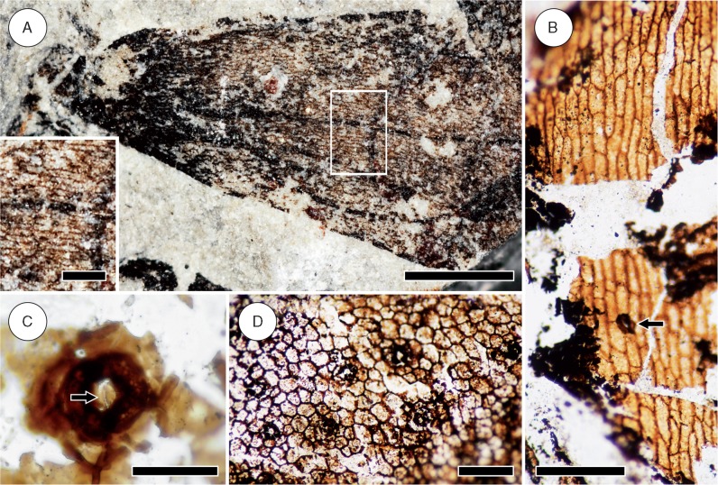Fig. 8.