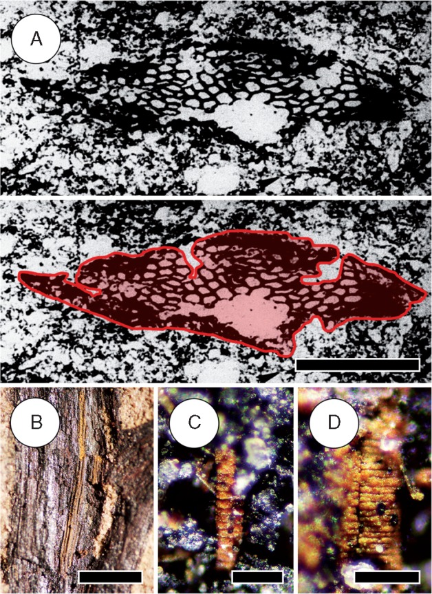 Fig. 9.