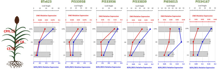 Figure 5.