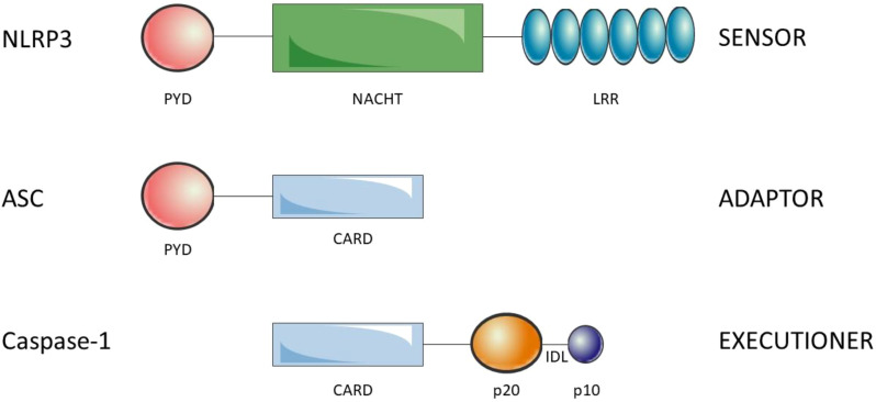 Figure 1