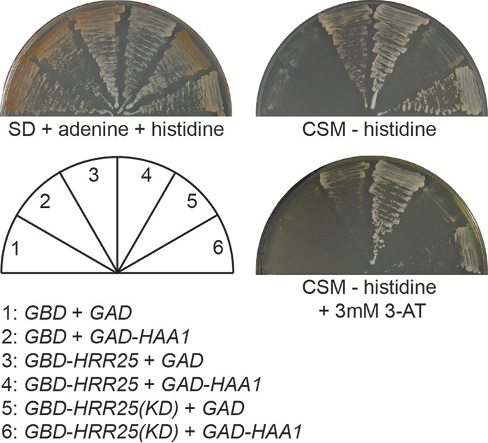 FIG 6