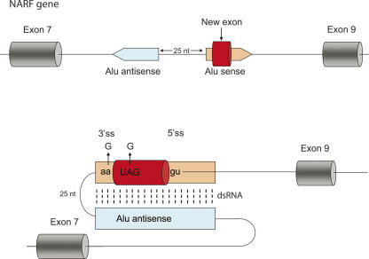 FIGURE 2.