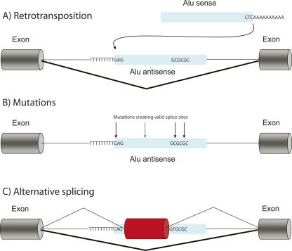 FIGURE 1.