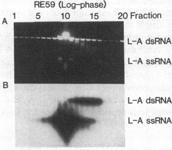 graphic file with name pnas00316-0334-a.jpg