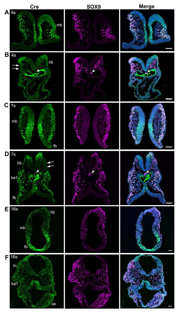 Fig. 10