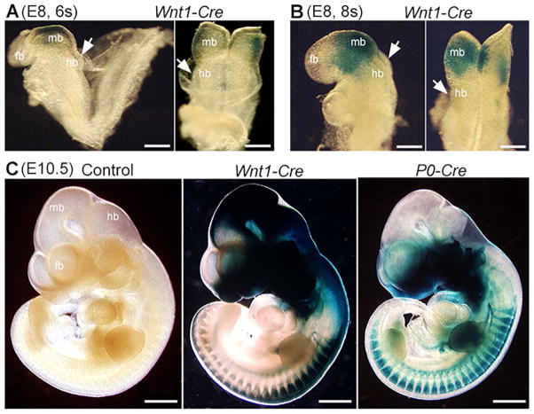 Fig. 9