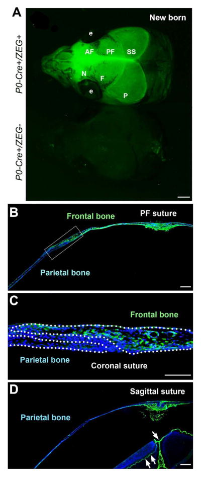 Fig. 8