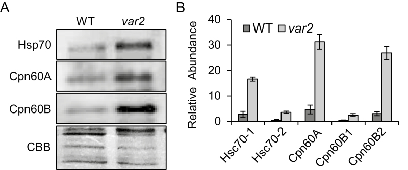 Fig. 3.