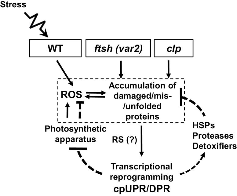 Fig. 7.