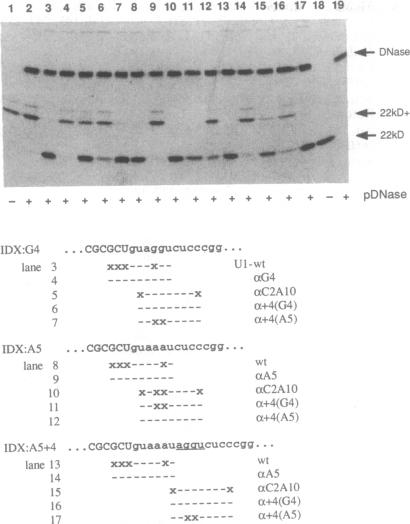 graphic file with name pnas01144-0240-a.jpg