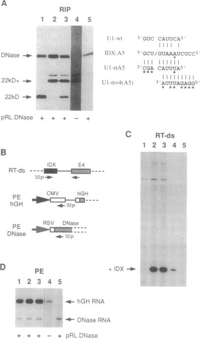 graphic file with name pnas01144-0239-a.jpg