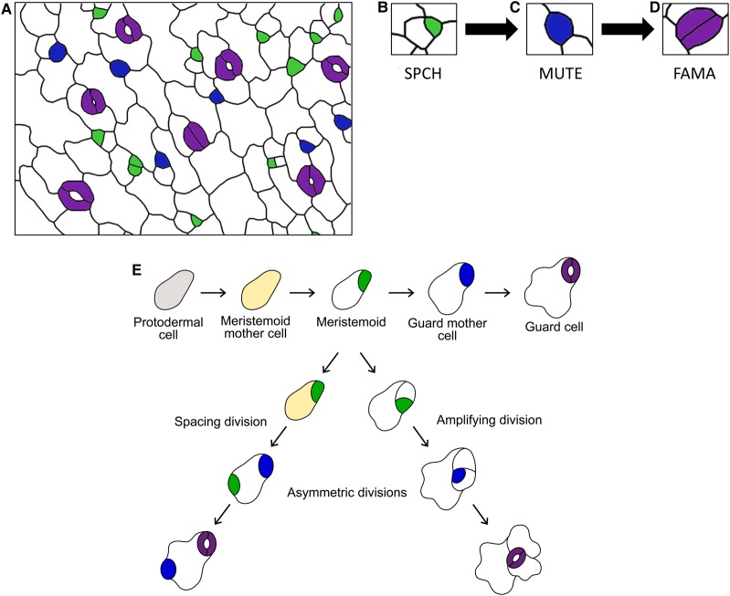 Figure 1.