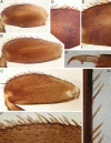 Figure 18.