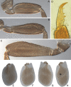 Figure 15.