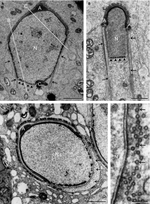 Fig. 5