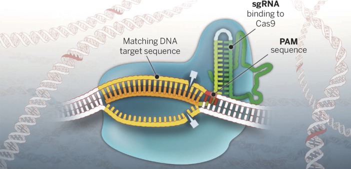 graphic file with name pnas.1503840112fig02.jpg