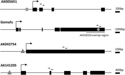 FIGURE 1.