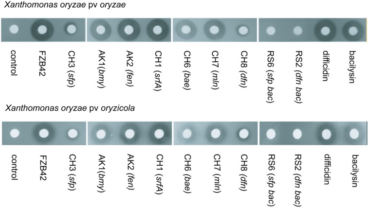 FIGURE 3