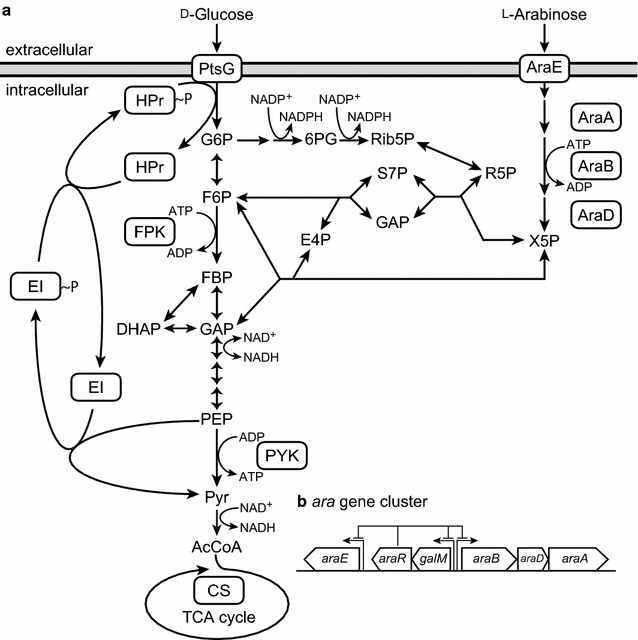 Fig. 1