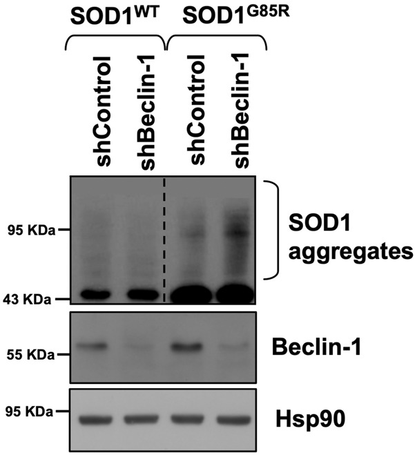 Supplemental Figure S2C.