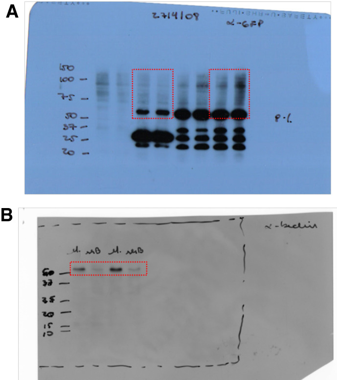 Raw data for Supplemental Figure S2C.