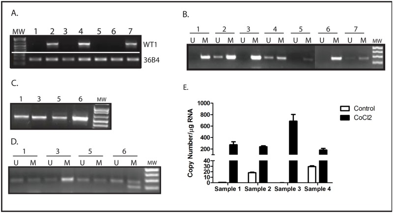 Fig 8