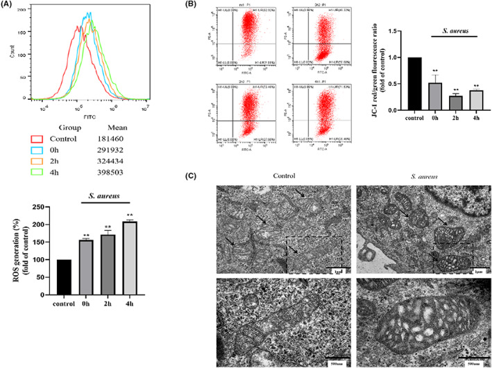 FIGURE 2