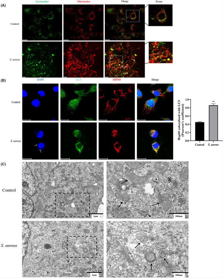 FIGURE 3