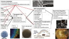 Graphical Abstract