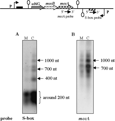 Figure 6.