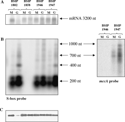 Figure 5.