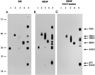 FIG. 3