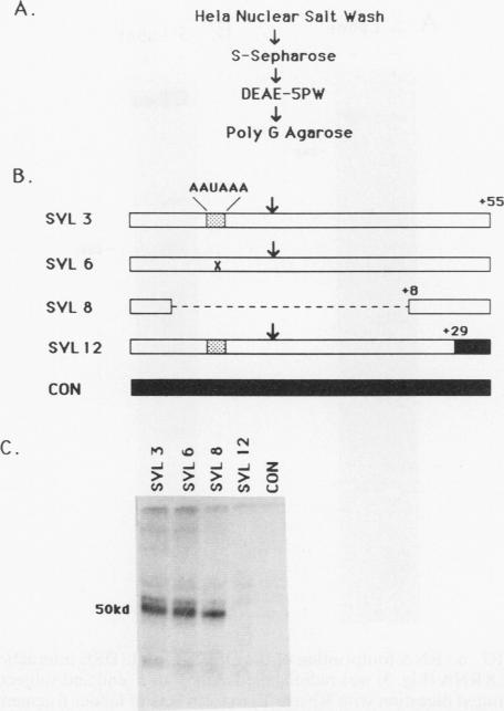 graphic file with name molcellb00034-0521-a.jpg