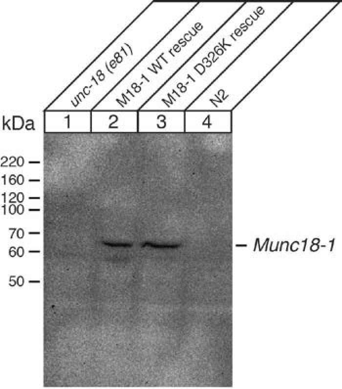 Figure 7—figure supplement 1.