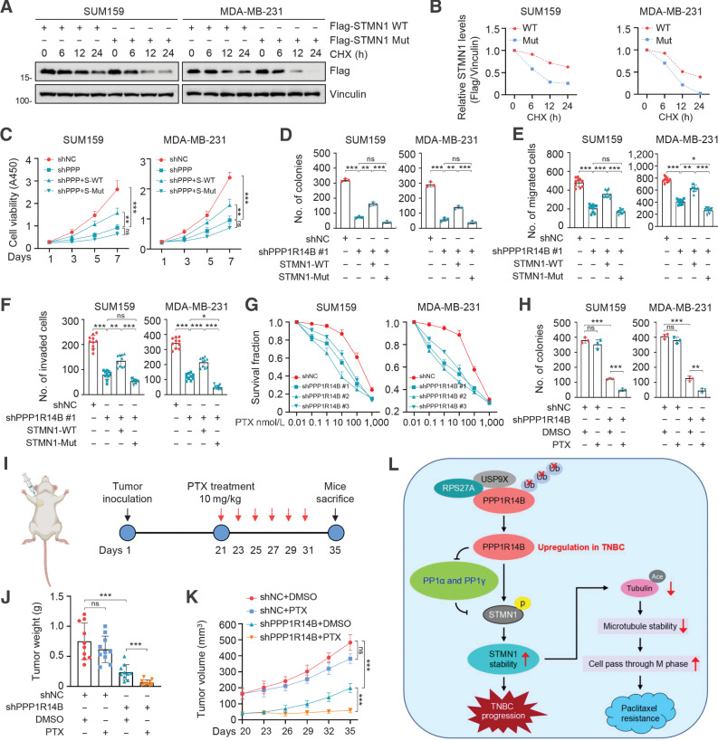 Figure 7. PPP1R14B accelerates TNBC progression via STMN1 phosphorylation and promotes resistance of TNBC cells to PTX. A and B, Immunoblotting assays showing the expression levels of STMN1 in SUM159 and MDA-MB-231 cells expressing Flag-STMN1-WT and Flag-STMN1-Mut and treated with DMSO or 100 μg/mL CHX (A). Quantitative results of relative STMN1 protein levels (STMN1/Vinculin) are shown in B. C and D, SUM159 and MDA-MB-231 cells stably expressing shNC and shPPP1R14B alone or in combination with Flag-STMN1 (WT or Mut) were subjected to cell proliferation (C) and colony formation (D) assays. Representative images of survival colonies are shown in Fig. S6D. E and F, SUM159 and MDA-MB-231 cells stably expressing shNC and shPPP1R14B alone or in combination with Flag-STMN1 (WT or Mut) were subjected to Transwell migration (E) and invasion (F) assays. Representative images of migrated and invaded cells are shown in Fig. S6E, and corresponding quantitative results are shown in E and F, respectively. G, Cell viability of SUM159 and MDA-MB-231 cells stably expressing shNC and shPPP1R14B (#1, #2, and #3) after treatment with or without increasing doses of PTX using the proliferation assay. H, Colony formation assays in SUM159 and MDA-MB-231 cells expressing shNC and sh-PPP1R14B (#1, #2, and #3) were treated with the indicated concentrations of PTX. I–K, A total of 3×106 MDA-MB-231 cells stably expressing shNC and shPPP1R14B were inoculated into the mammary fat pads of 6-week-old BALB/c female nude mice (n = 10). After 20 days of injection, DMSO or paclitaxel (10 mg/kg, dissolved in DMSO) was administered by intraperitoneal injection every 2 days and 6 times in total. Images of tumor growth and drug procedure (I), tumor weight (J), and tumor volume (K) are shown. Figure 7I on the left-hand side was created with BioRender.com. L, The proposed working model.
