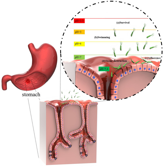 FIGURE 2