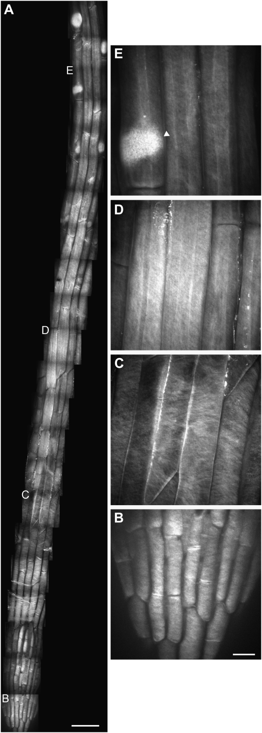 Figure 2.