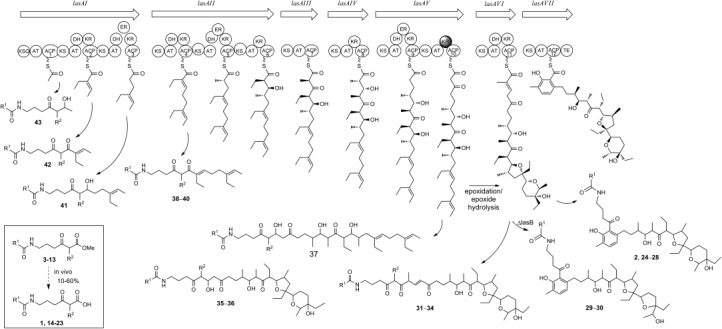 Scheme 2