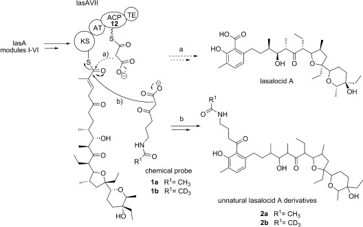 Scheme 1