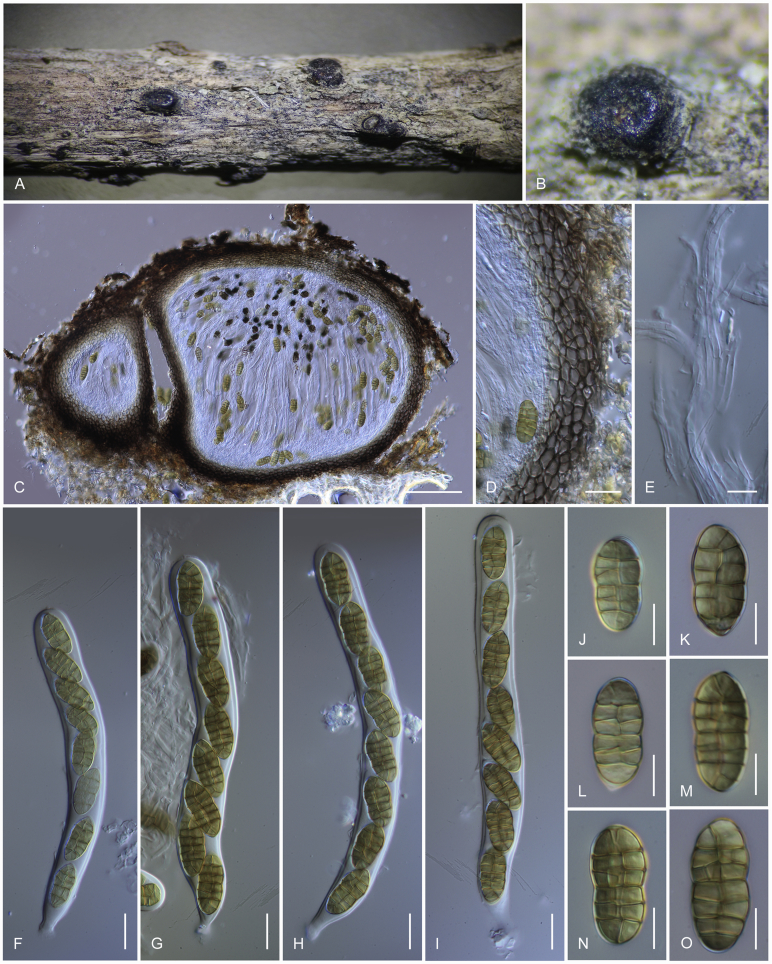 Fig. 22