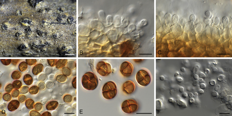 Fig. 20