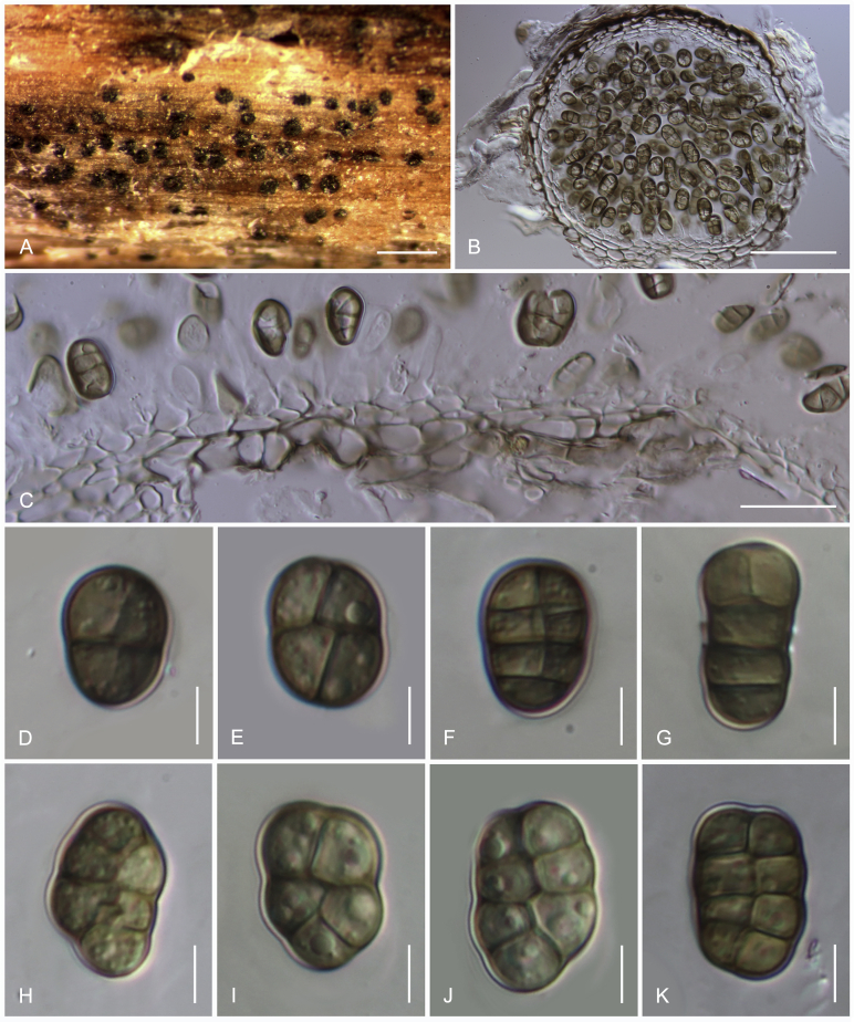 Fig. 25