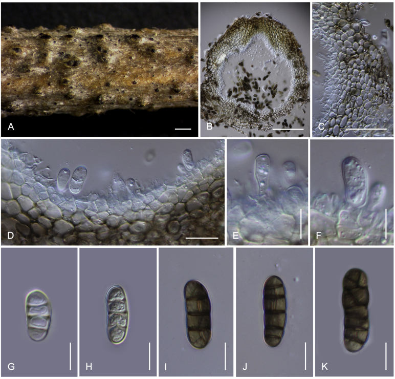 Fig. 14