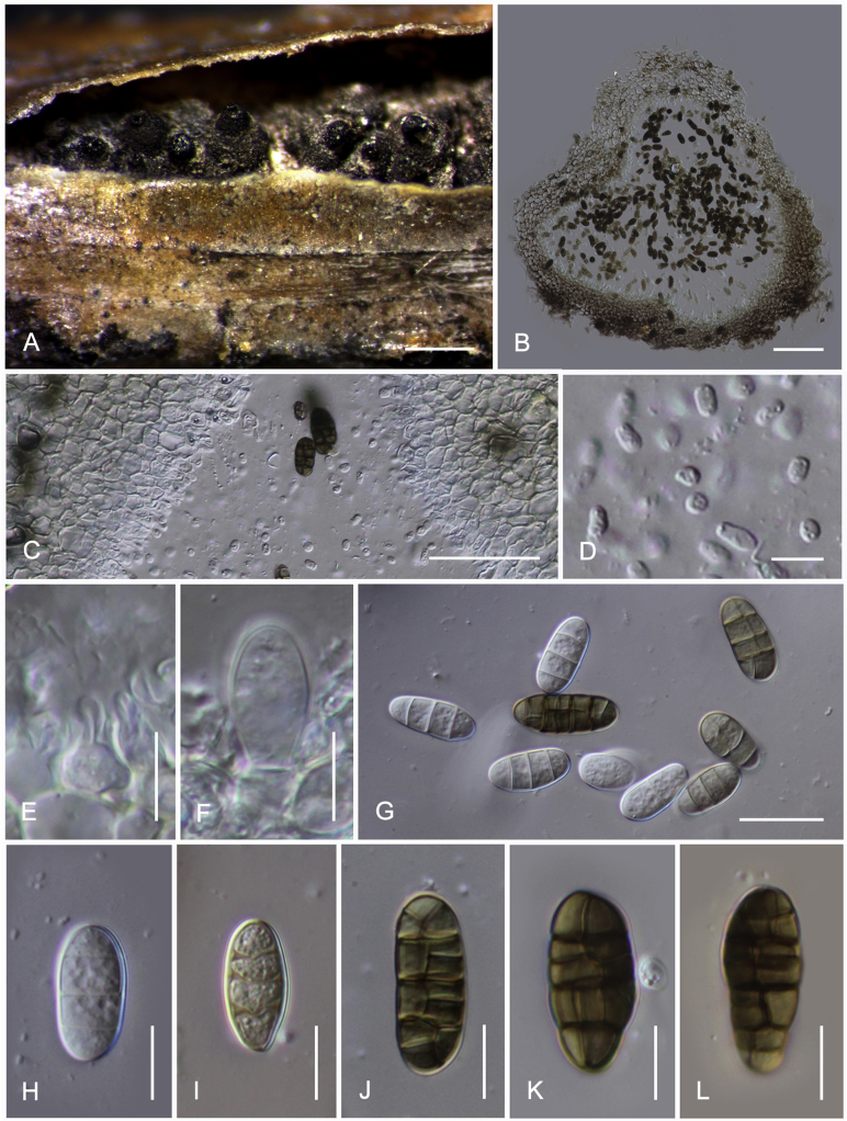 Fig. 11