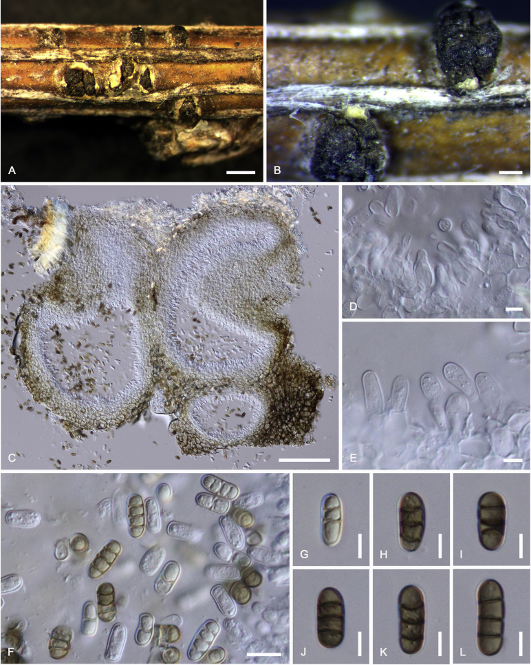 Fig. 16