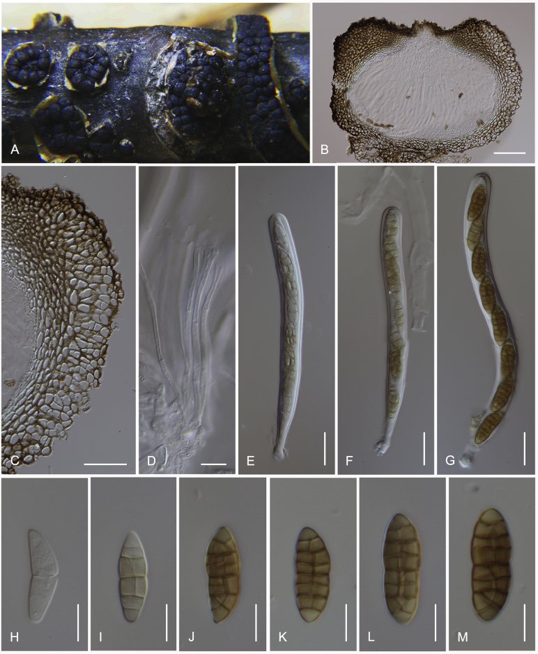 Fig. 13