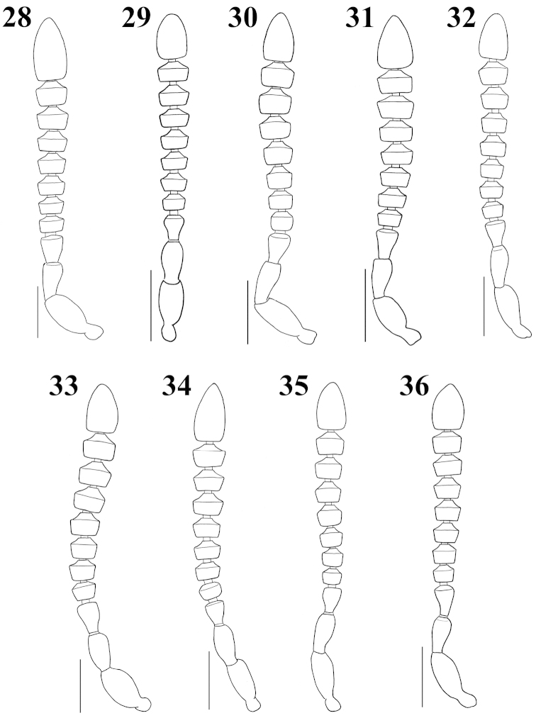 Figures 28–36.