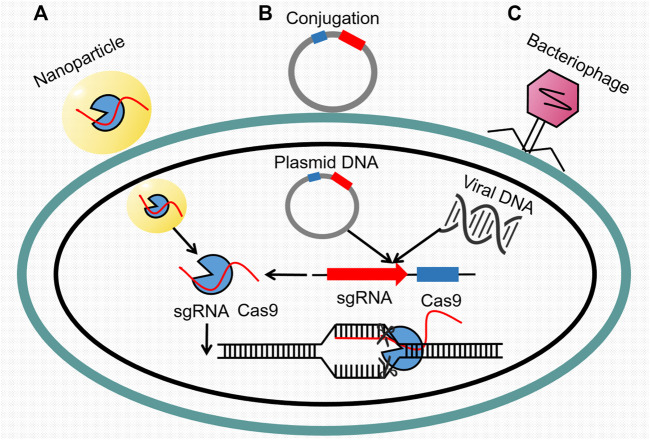 FIGURE 4