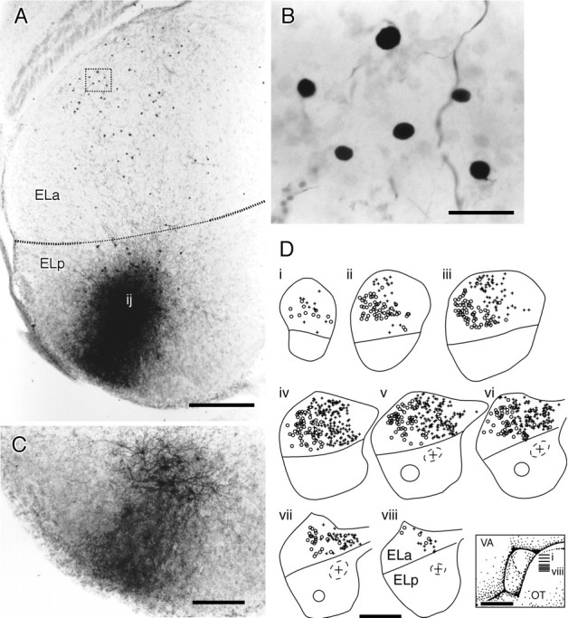 Fig. 13.